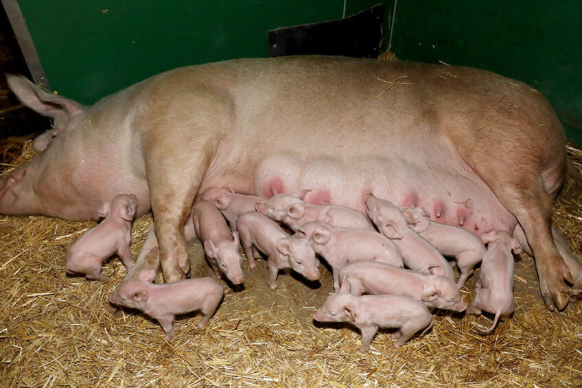 piglet birth weight