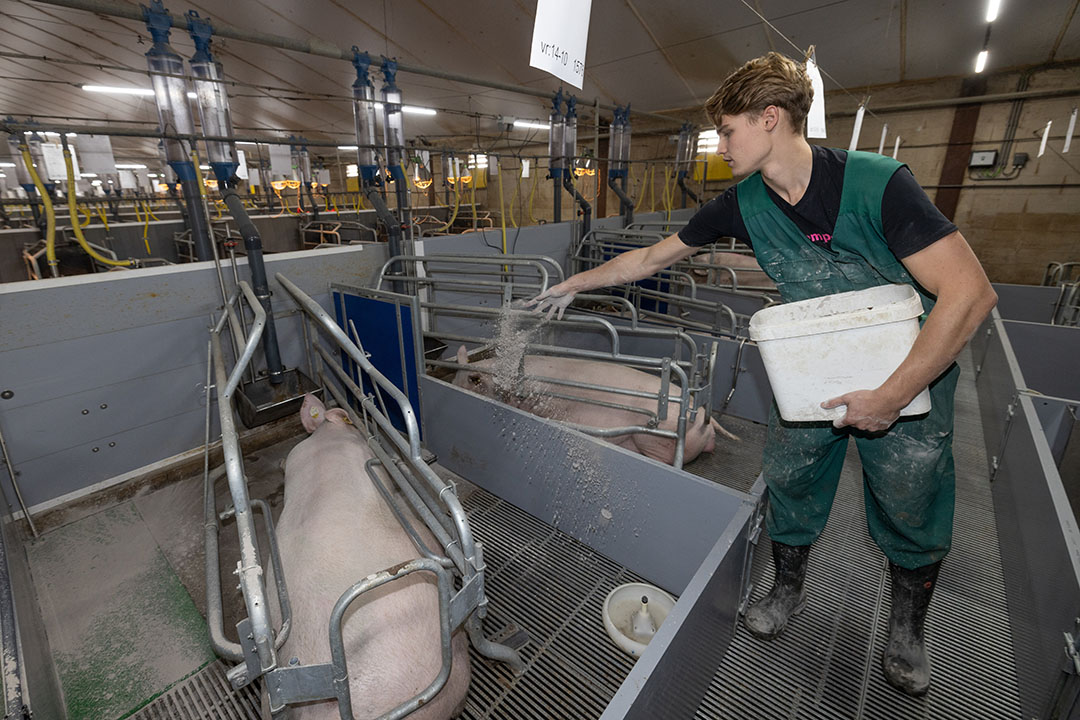 Dutch farm manager, Sjoerd Derksen, puts lime in the farrowing sow pens. The Danish sows wean 35 piglets each year. Photo: Peter Roek