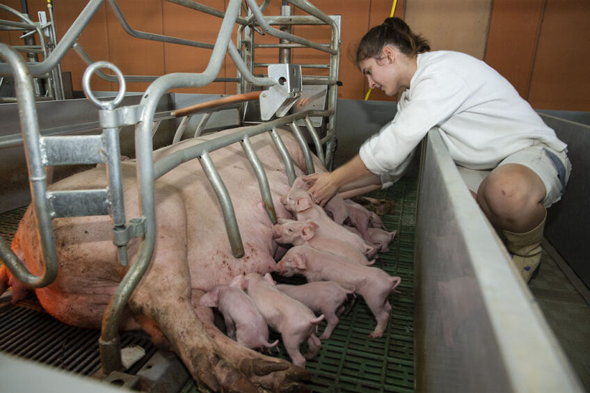 Sows and piglets mostly manage without any assistance. That is why labour is hardly needed. Photos: Twan Wiermans
