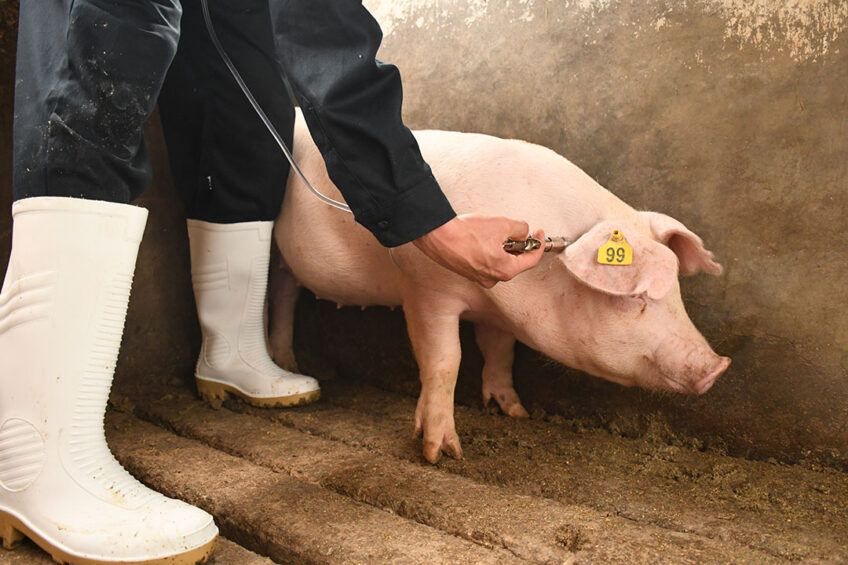 A female grower pig is being immunised. Photo: Zoetis