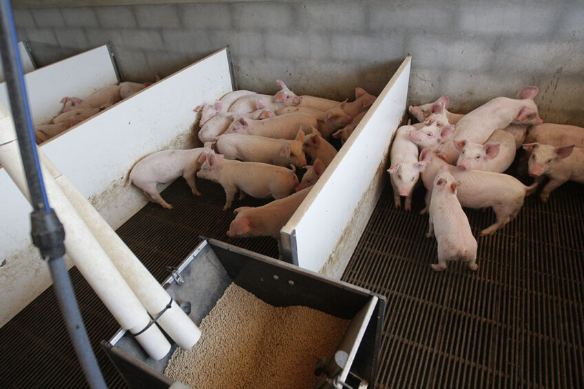 sustainable pork production