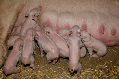 maternal behaviour sows