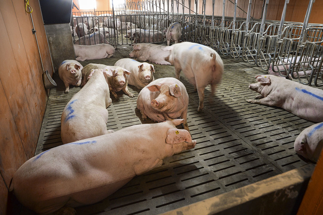 Axa GP sows in the gestation room. The farm works with seven production groups.
