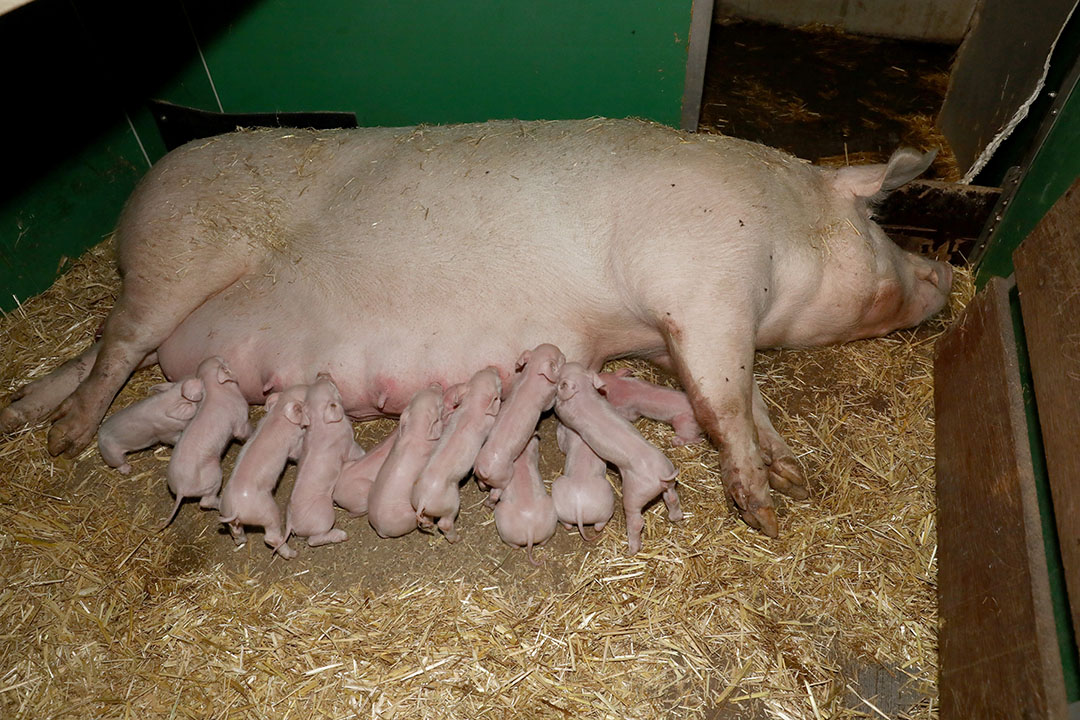 The sow is in charge in the farrowing pen. Schulte-Remmert always 