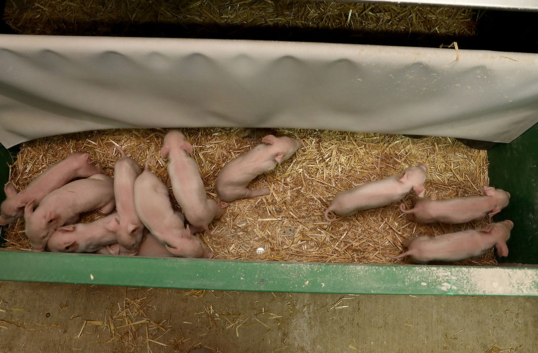 A piece of cloth makes sure that the heat does not escape from the piglet nest. An infrared panel only warms up the surface and the piglets.