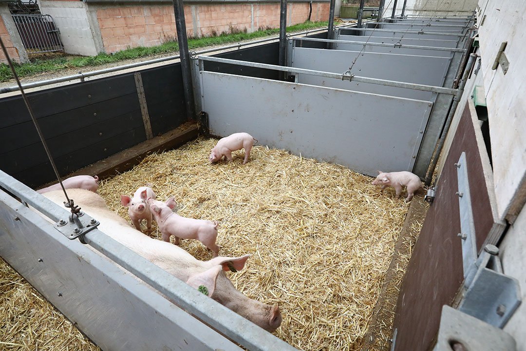 After week 1 the piglets can be released from the farrowing area and they are allowed to go outside as well.