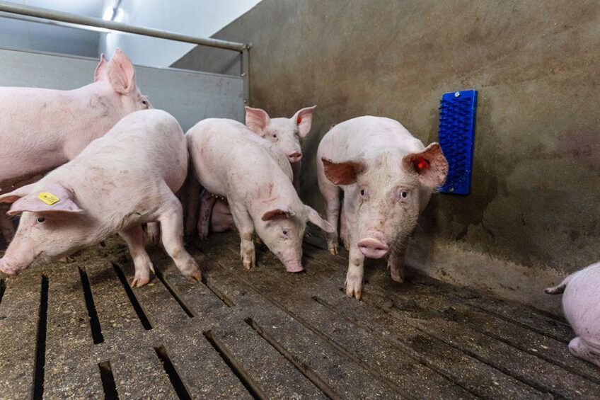 Pig industry Ukraine