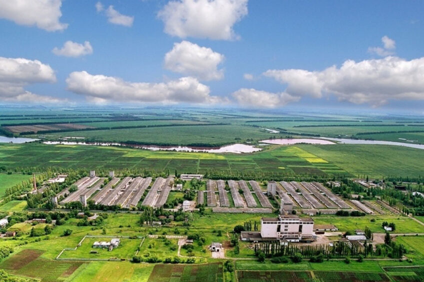 pig farm Ukraine