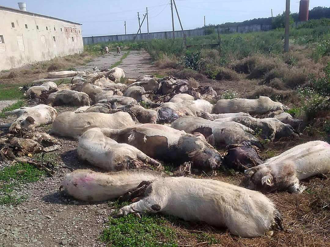 Pigs on both farm sites of the agrocomplex died due to lack of water and feed.