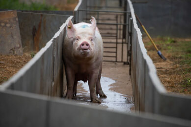 Brazilian pork export