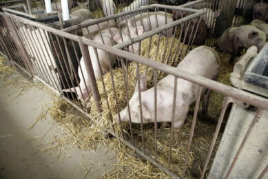 Pigs pictured in Poland. Photo: Henk Riswick