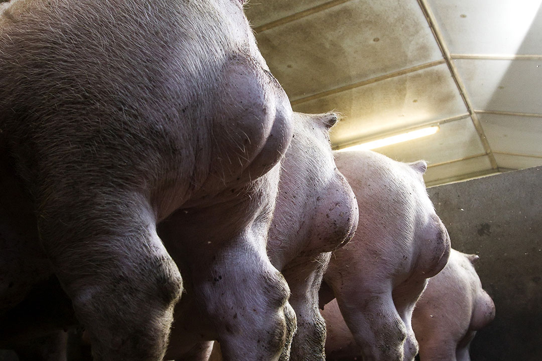 Castration of male piglets is regarded as an infringement of the wellbeing and integrity of the animal. Photo: Ronald Hissink