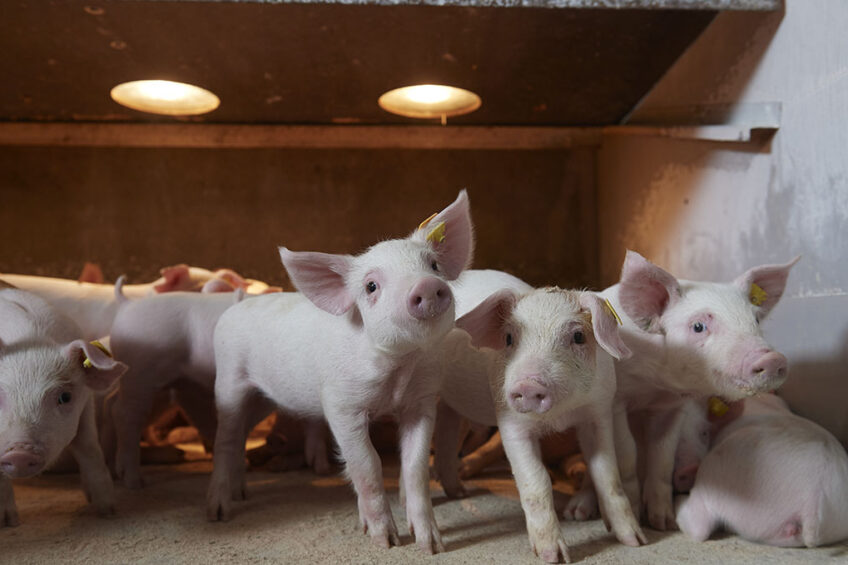 Piglets require fresh feed, plenty of water and a warm, clean barn to thrive. Photo: Vilomix