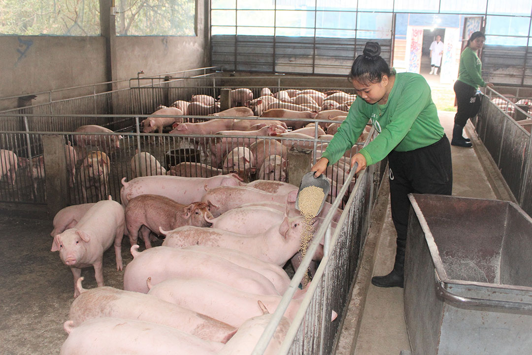 At a pig farm in Loas, the pigs scramble to the trough to get a bite of a tasty treat. Photo: Vincent ter Beek