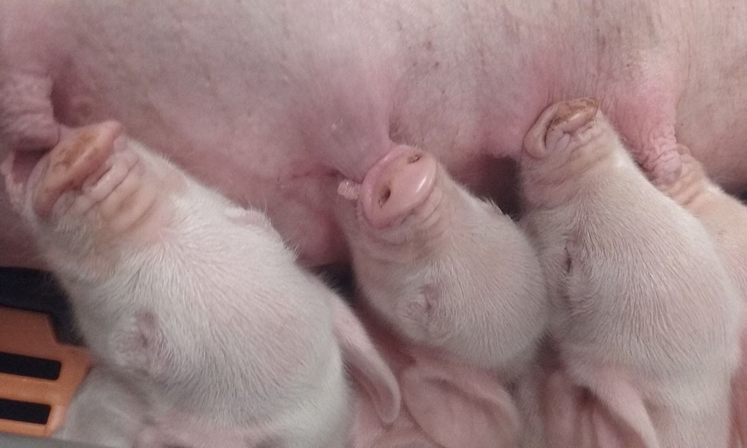 teeth reduction piglets