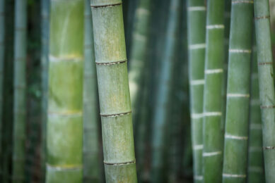 Fermented bamboo fibre