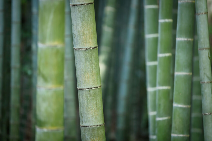 Fermented bamboo fibre