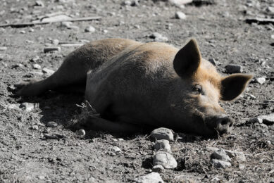 The ASF virus was notified in 8 EU countries in pigs and 11 EU countries in wild boar. Photo: wirestock