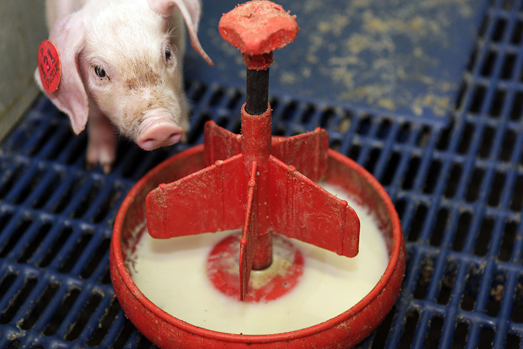 teeth reduction piglets