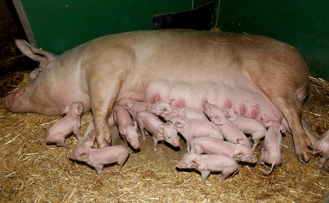 teeth reduction piglets