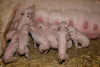 Sow gave birth to record 41 piglets in Brazil
