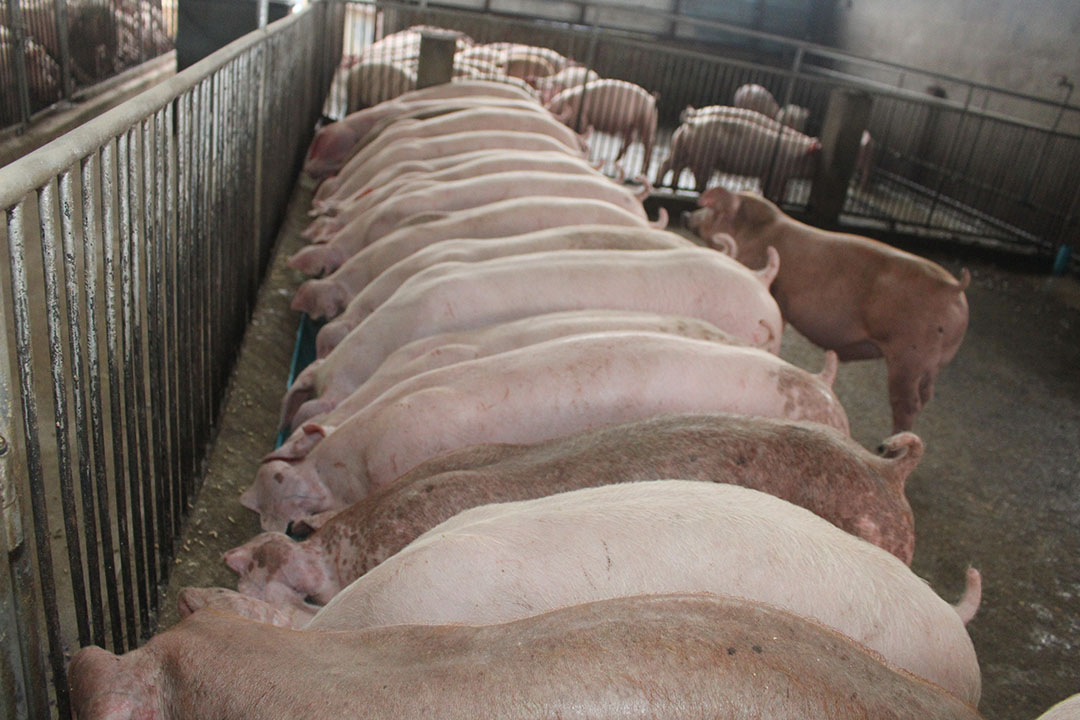 Uniformity is one of the unique selling points of the SiamPigs philosophy.
