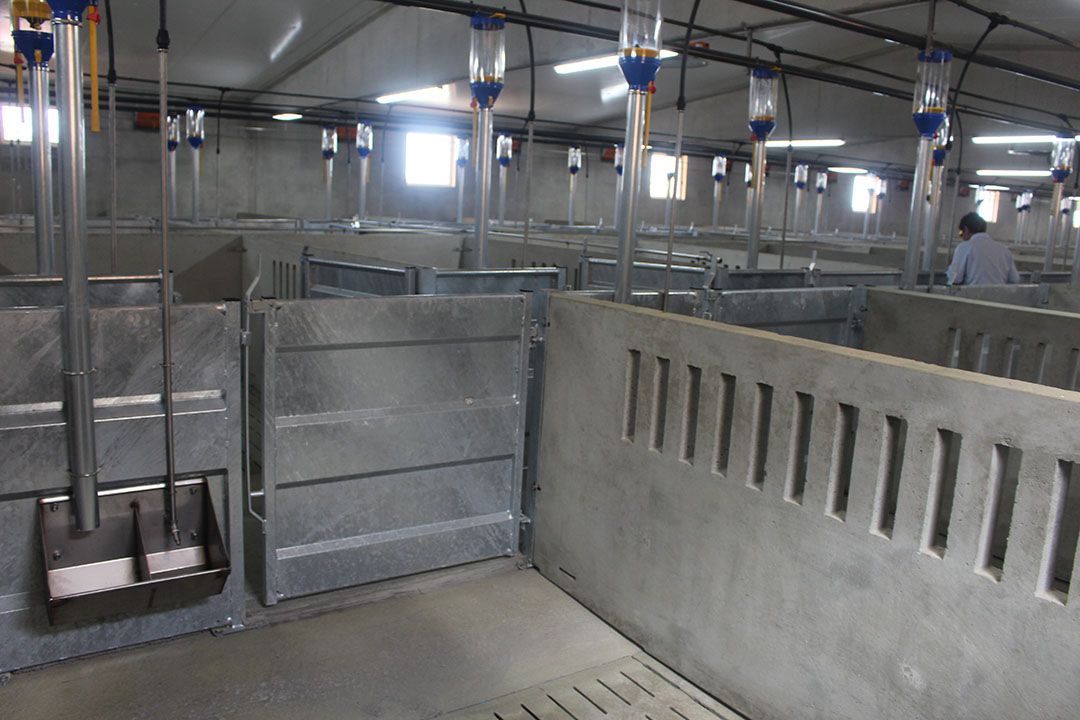 The boar facilities: the animals are kept in wide pens with individual troughs.