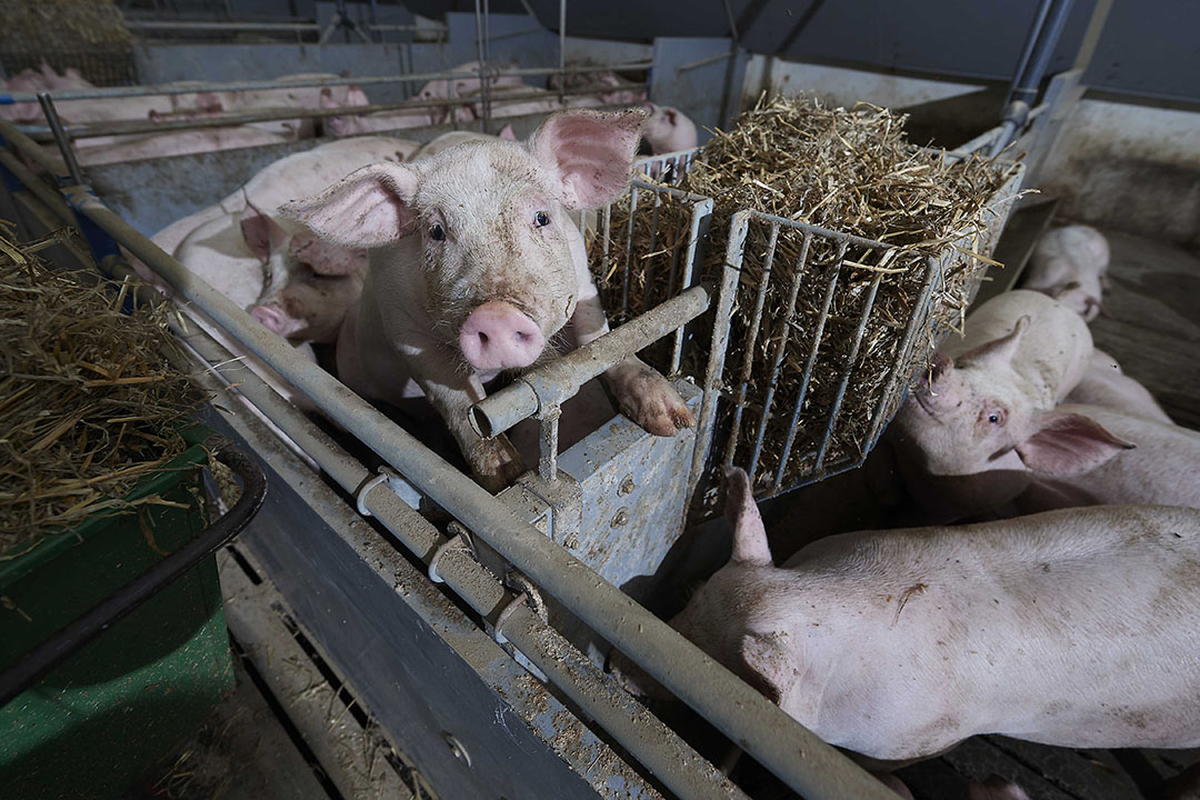Pig fattener feed: optimizing growth and weight gain in pigs