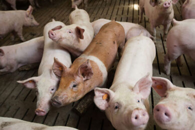 Pig industry Poland