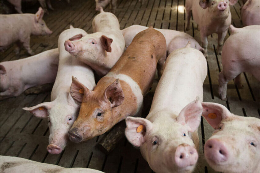 Pig industry Poland