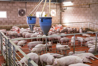 pig industry russia