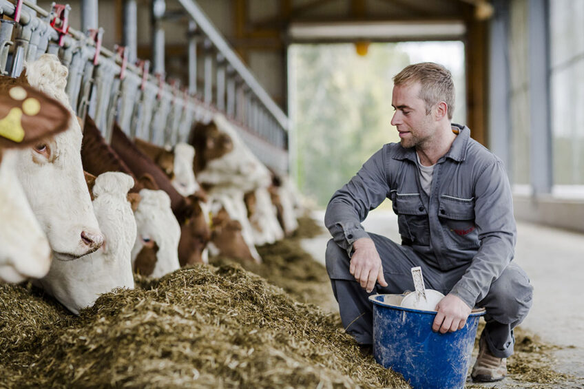 Phytogenics can help boost feed intake, thus maintaining adequate production and performance even during hot temperatures. Photo: Delacon