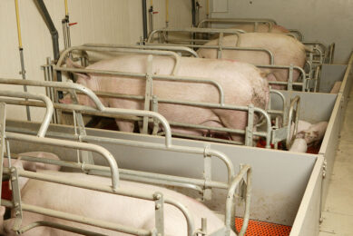 A ban on faowing pens has a major impact on pig farming.  Photo: Henk Riswick
