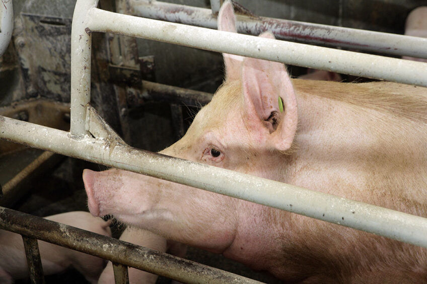 African Swine Fever virus has been reported in a pig in Bosnia-Herzegovina. Photo: Ronald Hissink