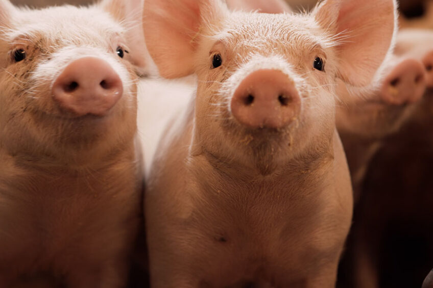 The importance of weight uniformity within a group of pigs increases as the pigs grow older. Photo: Chr. Hansen