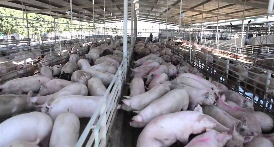 Pig facility in Paraguay.