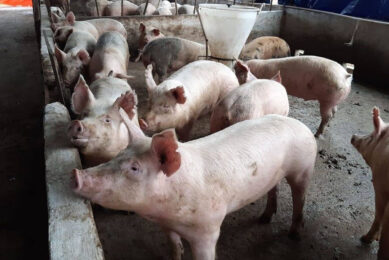 Paraguay pork export