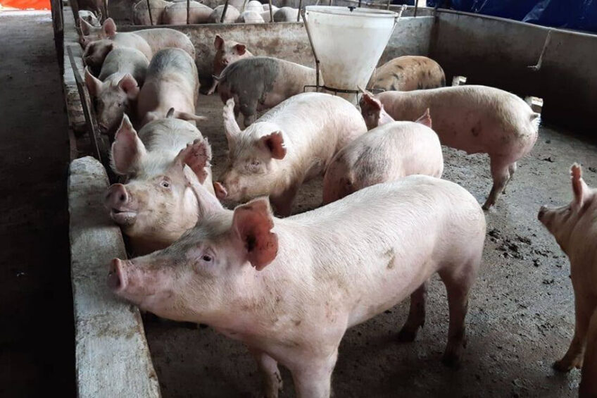 Paraguay pork export