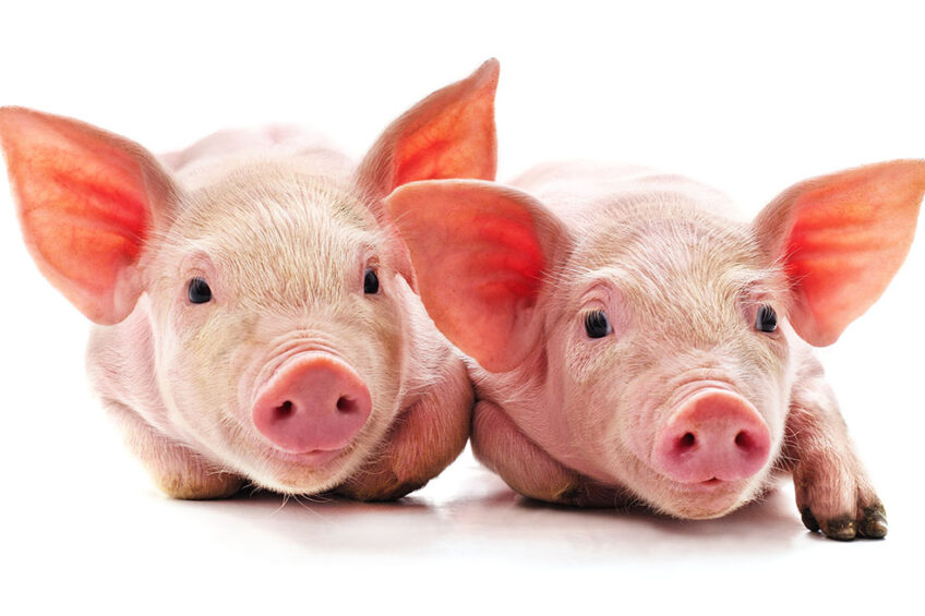 The benefits of turning pigs into digital twins