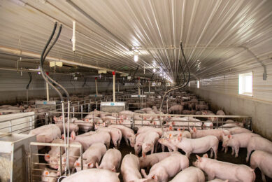 Uniform groups of pigs, like on this farm in Northern America, can help to meet the challenges the pig industry faces.