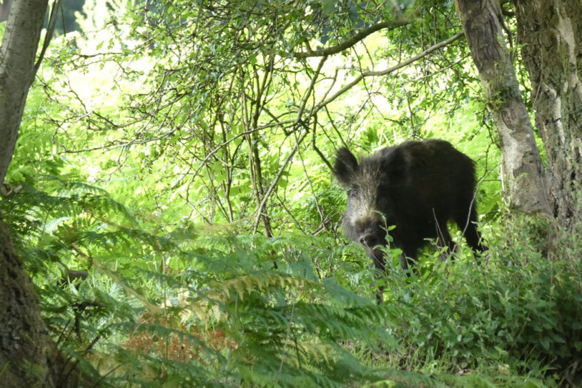 A wild boar was last tested positive for AVP in the infected area on 29 October 2021. Photo: