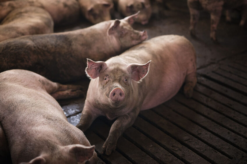According to the latest Rabobank quarterly pork report, global pork markets are being influenced by sluggish economic growth, weak consumption, and recurrent disease outbreaks. Photo: Aleksandarlittlewolf