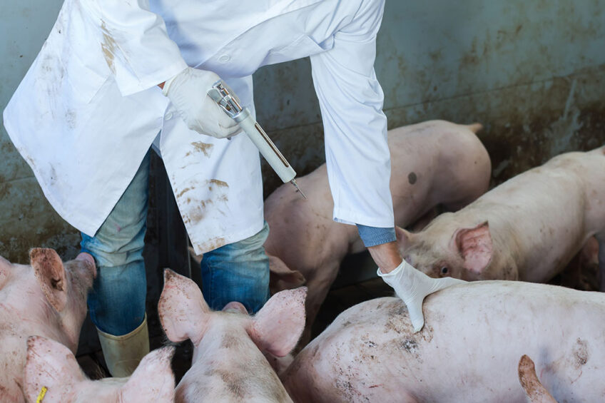 pig vaccine guidelines