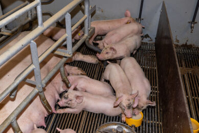 diarrhoeic piglets