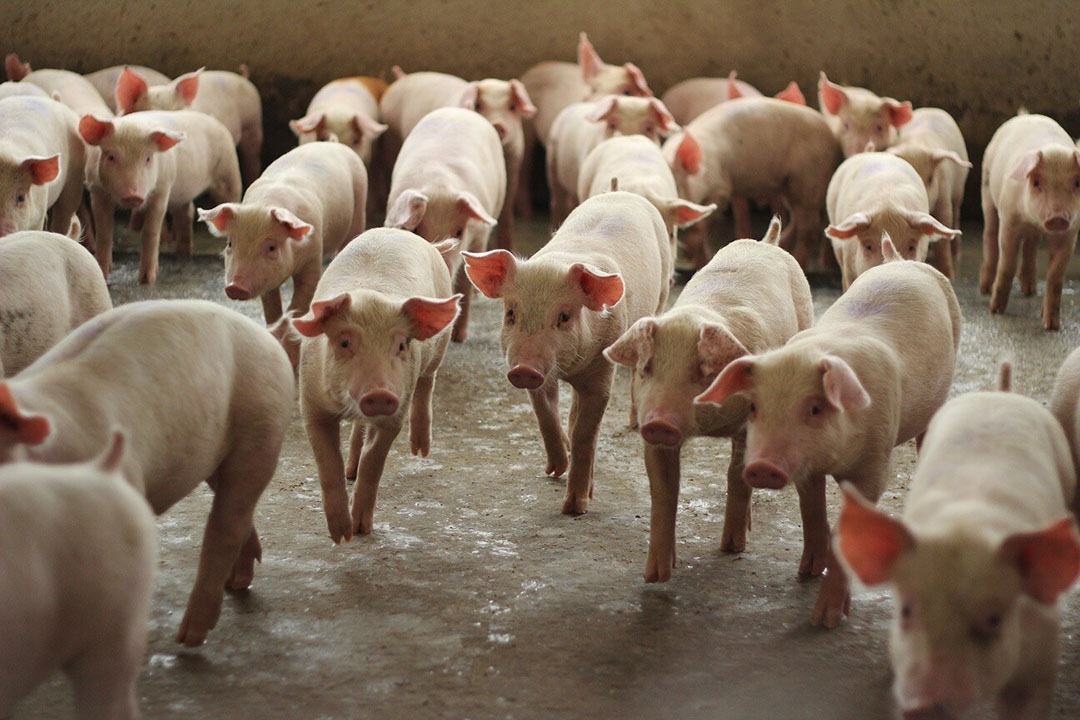 group of grower pig in fattening unit of large commercial swine farm