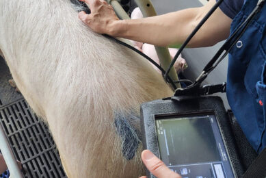 Solely relying on back fat measurements is not sufficient anymore to evaluate the metabolic condition of sows and gilts.