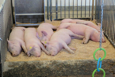 pig welfare research