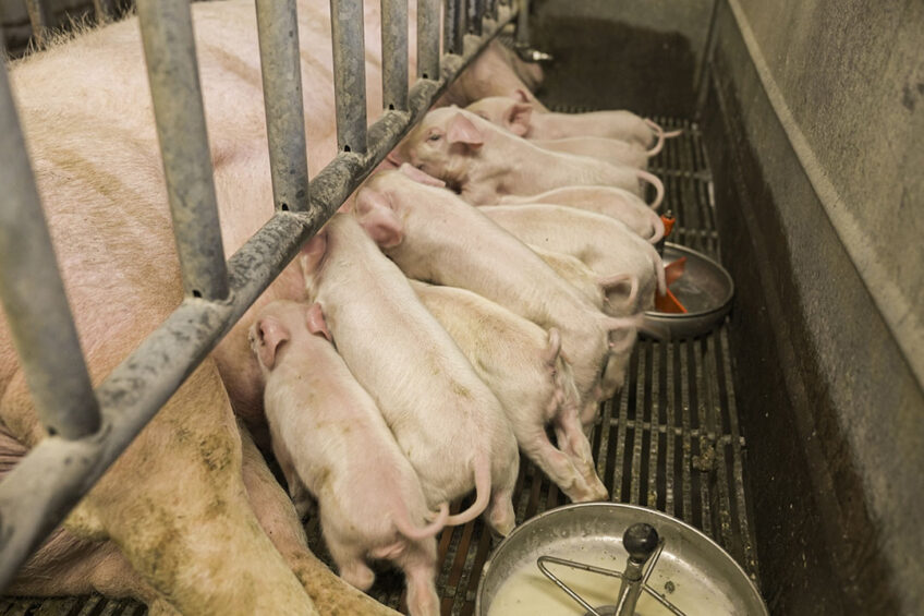Ukrainian pig farmers