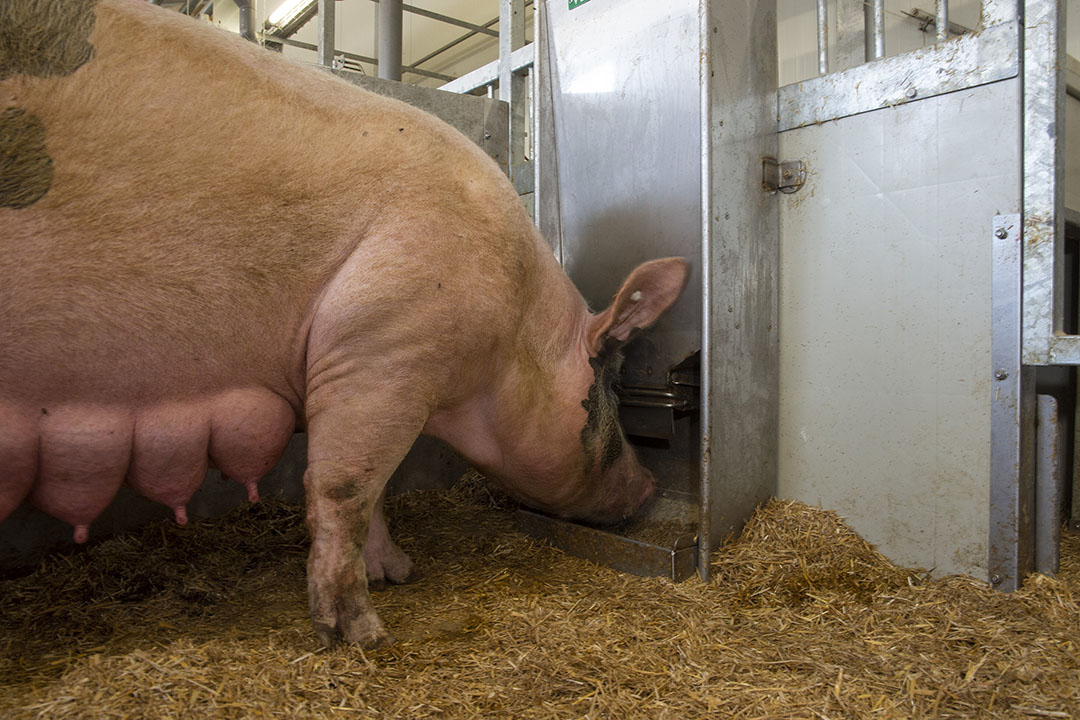 Sow lameness decreases gestation length and offspring protection from ...