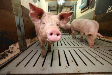 pig research centre